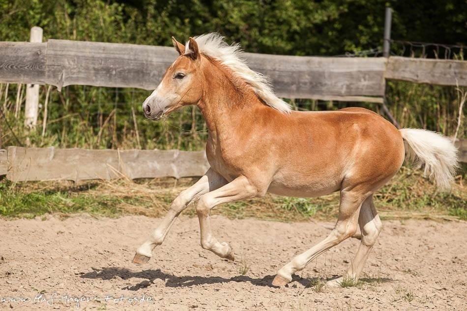 Haflinger Amarino von den Alleegärten - Amarino til føl skue i Tyskland billede 3