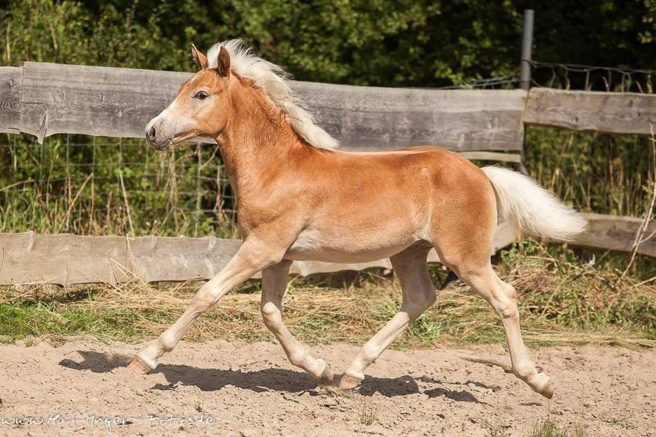Haflinger Amarino von den Alleegärten billede 4