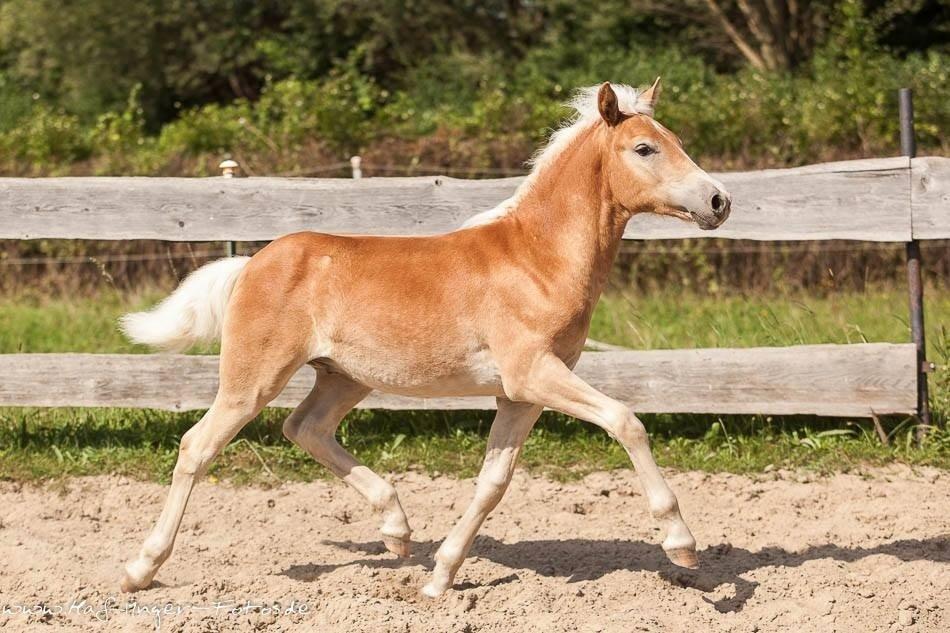 Haflinger Amarino von den Alleegärten billede 5