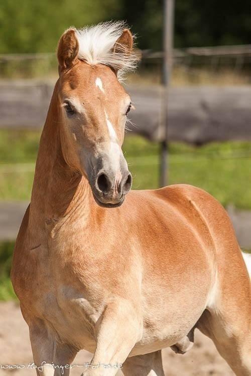 Haflinger Amarino von den Alleegärten - Velkommen til Amarino´s profil billede 1