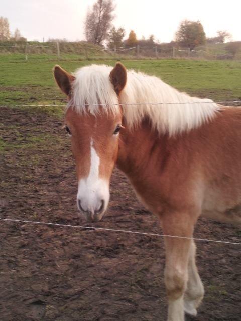 Haflinger Amarino von den Alleegärten - Lige inden vi henter ham hjem billede 6