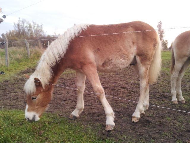 Haflinger Amarino von den Alleegärten billede 7