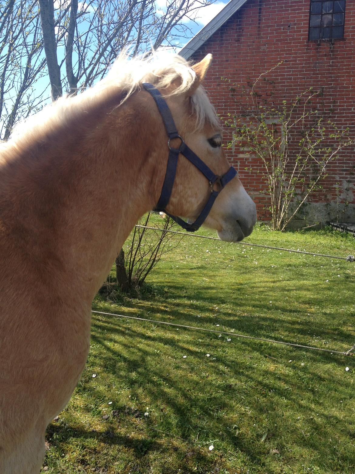Haflinger Amarino von den Alleegärten billede 8
