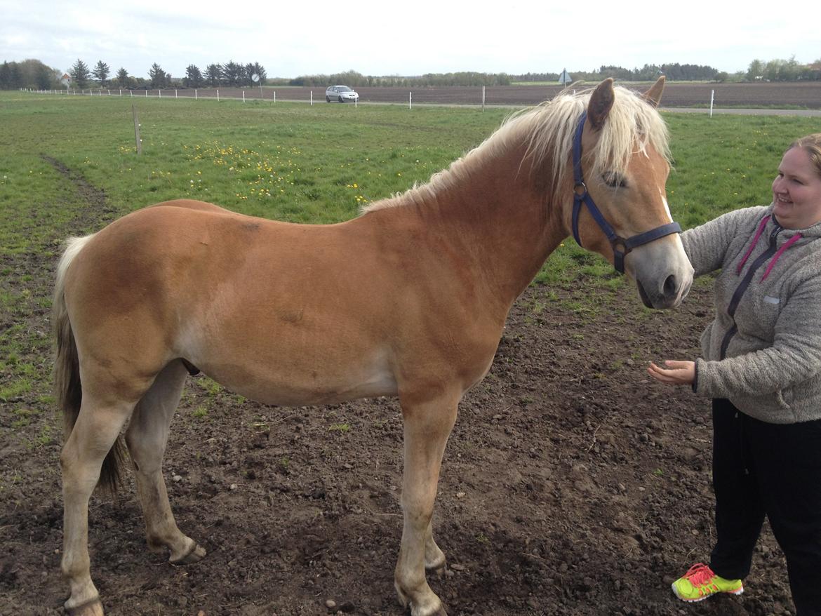 Haflinger Amarino von den Alleegärten billede 13