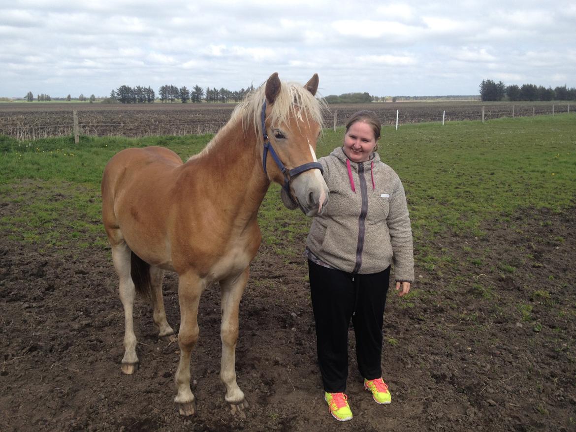 Haflinger Amarino von den Alleegärten - Tak fordi i kiggede forbi :) billede 14