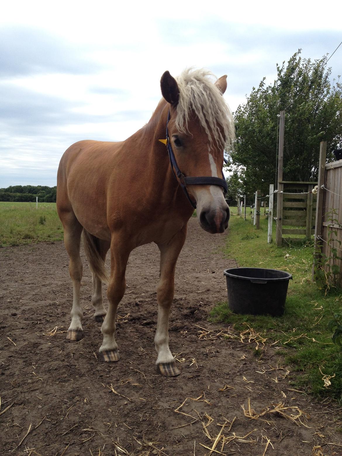 Haflinger Amarino von den Alleegärten billede 9
