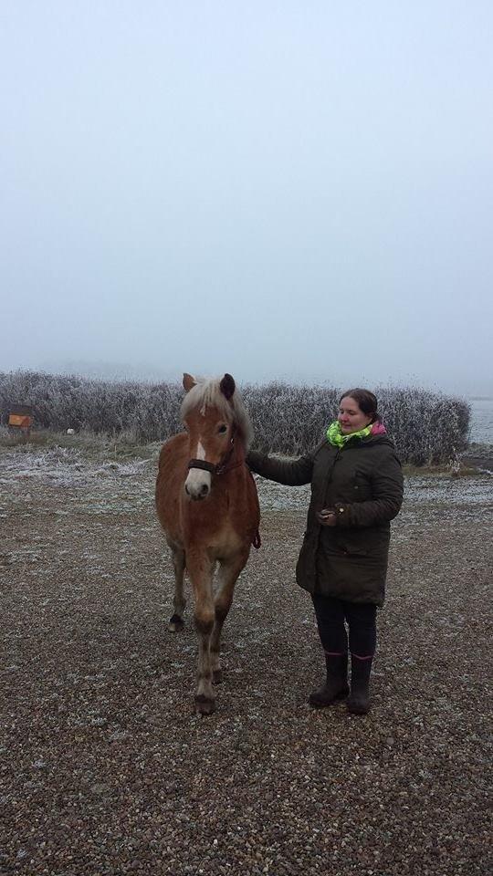 Haflinger Amarino von den Alleegärten billede 10