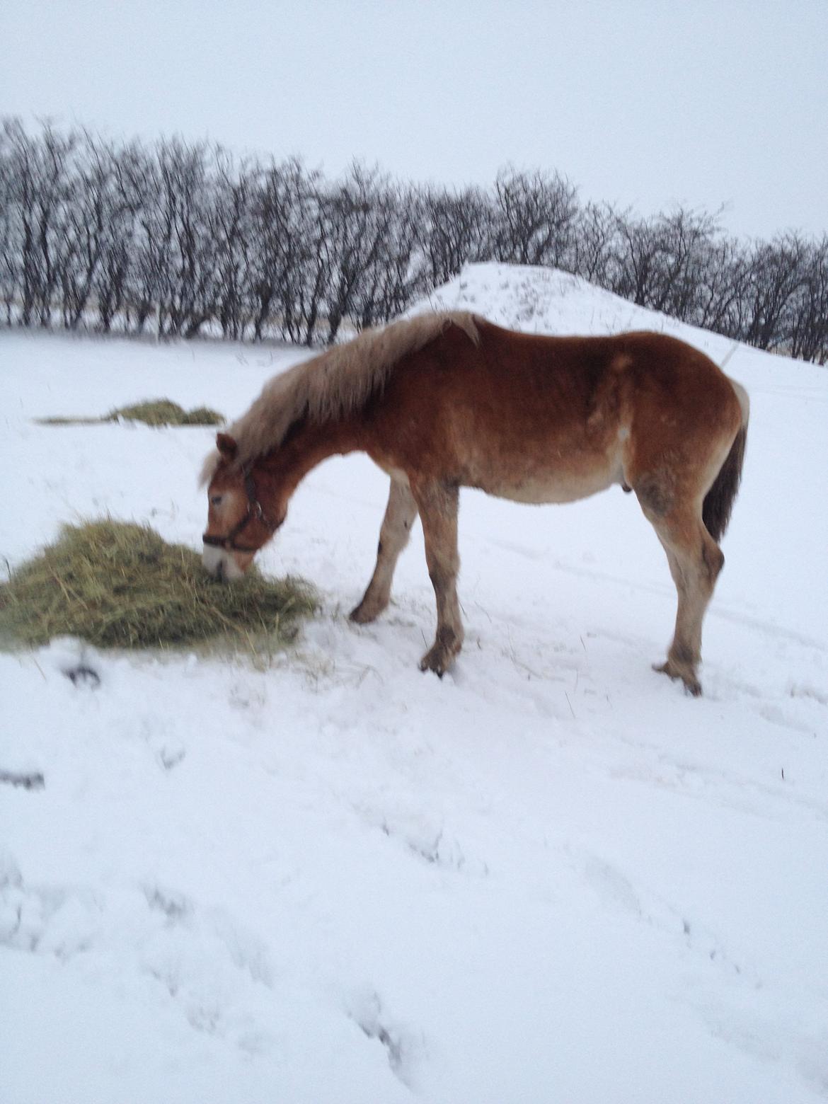 Haflinger Amarino von den Alleegärten - Den første sne billede 12