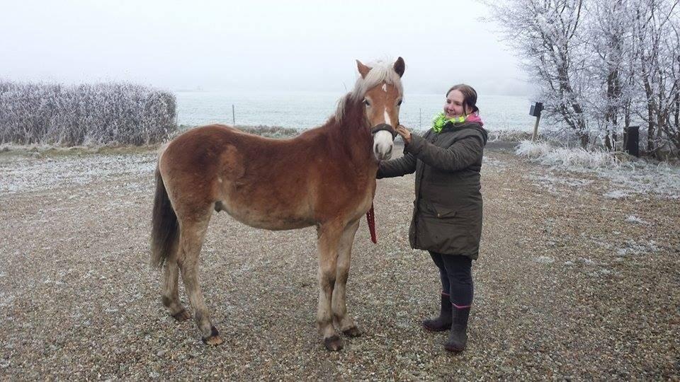 Haflinger Amarino von den Alleegärten billede 11
