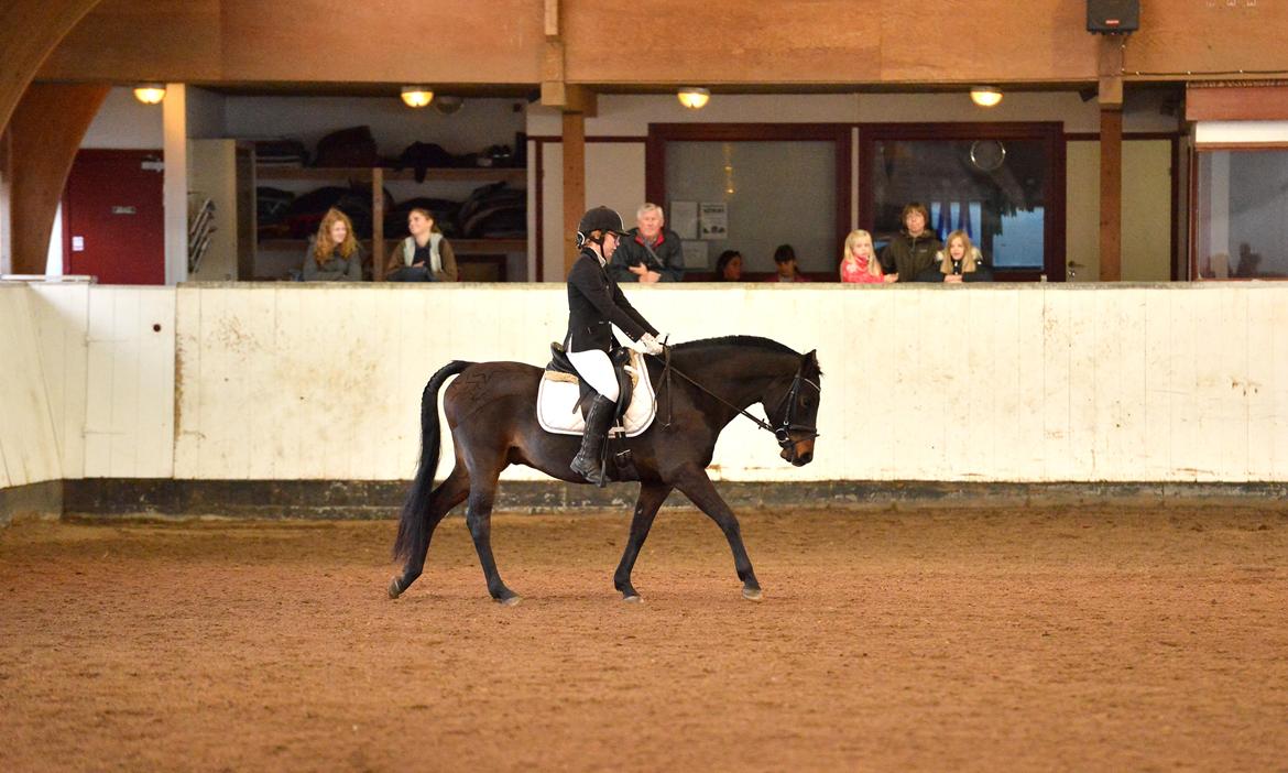 New Forest Skovens Micon  - Oktober 2015 | Vores første stævne sammen ♥. billede 14