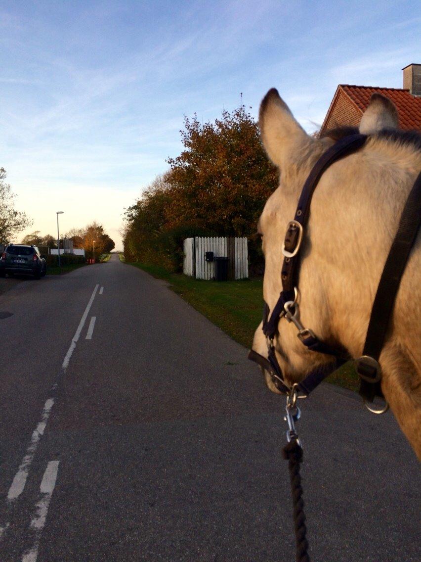 Anden særlig race | Sofus billede 38