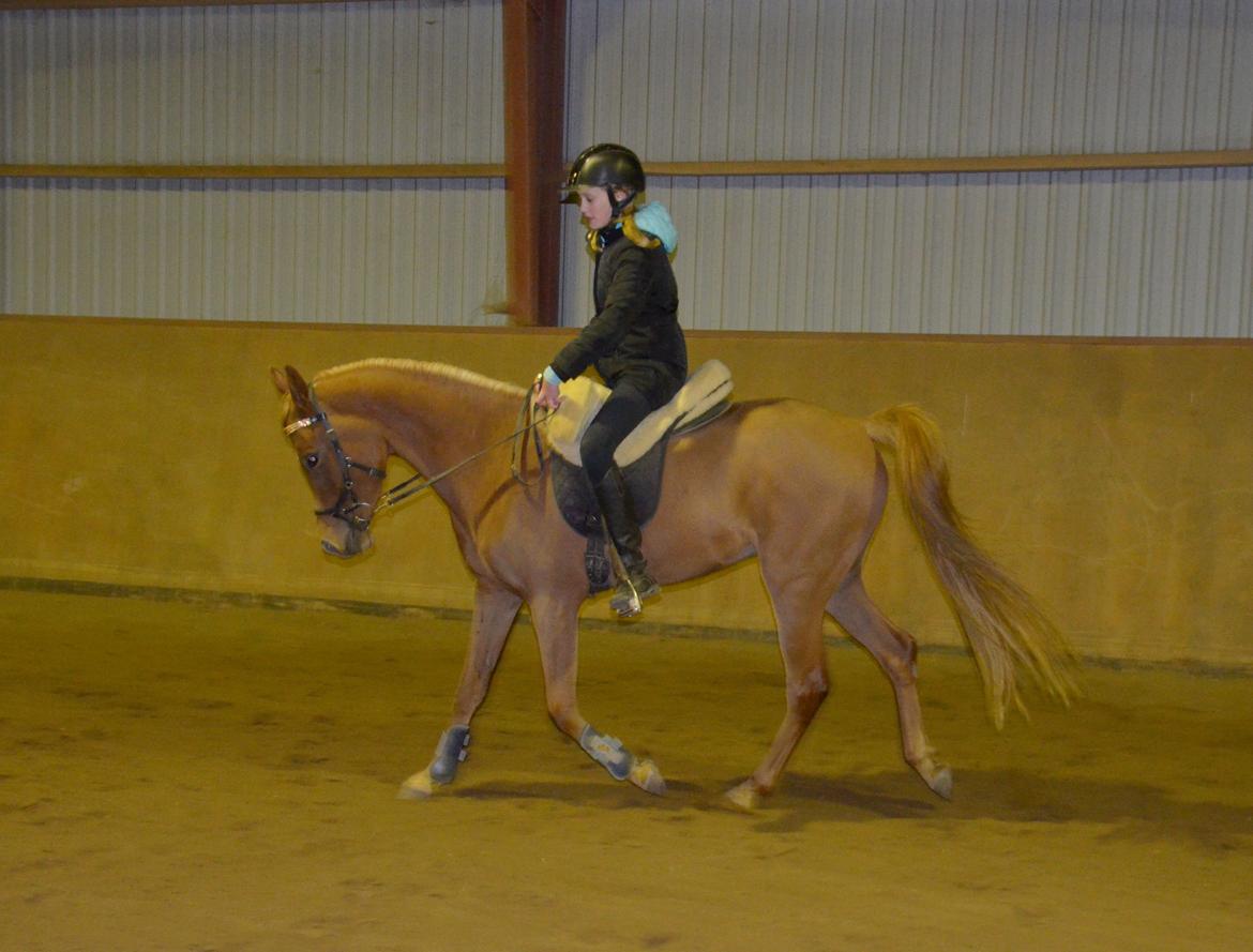 Arabisk fuldblod (OX) Fabio Fame billede 23