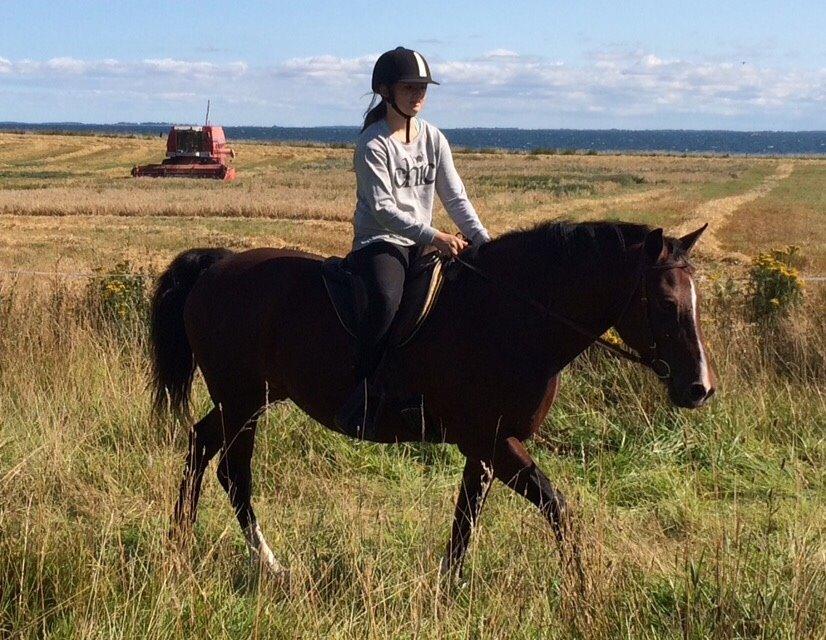 New Forest Spangbo's tonja billede 25