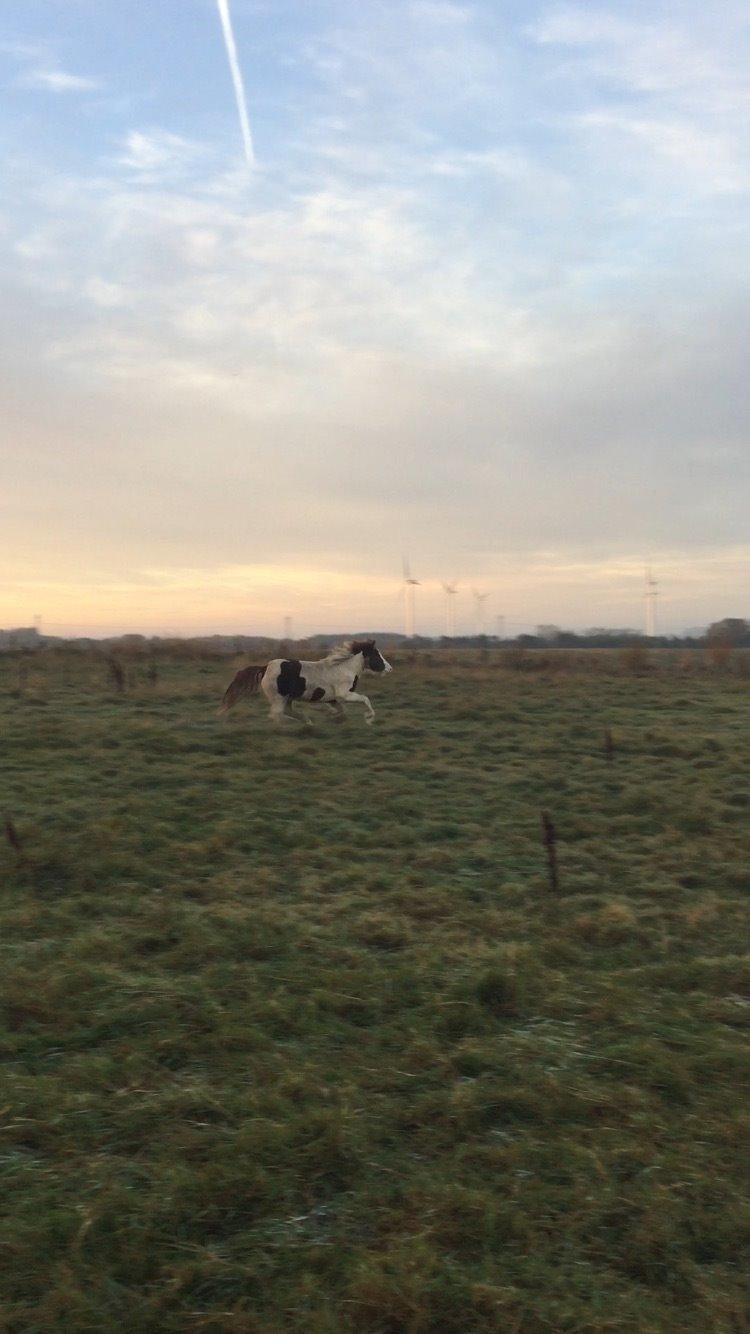 Islænder Vigga Fra Lille-Mosegaard billede 8