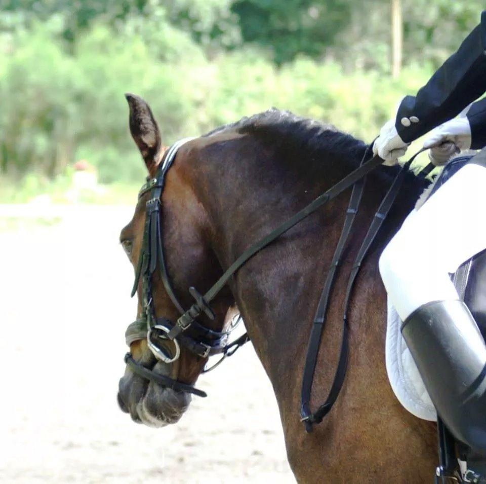 New Forest Rodlease Tango billede 16