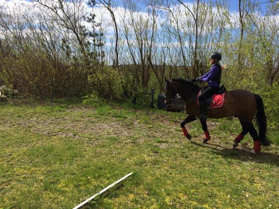 New Forest Rodlease Tango billede 8