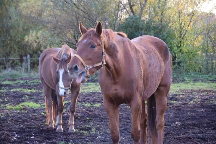 Dansk Varmblod Lorenz - Elmbo billede 13