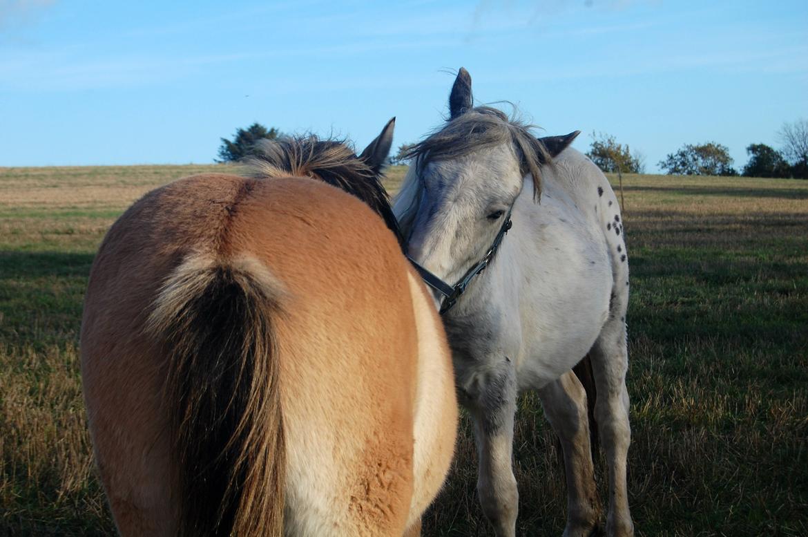 Anden særlig race Kiawah  billede 7