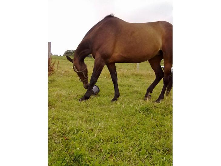 {{currentPhoto.altText}} billede {{currentPhoto.number}}