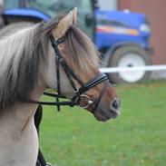 Anden særlig race Choko