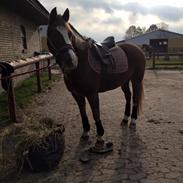 New Forest Kærgaardens mynte RIP