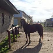 New Forest Kærgaardens mynte RIP
