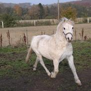 Welsh Mountain (sec A) Ræveskiftets honey boy