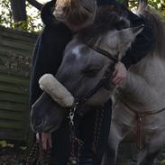 Konik Polski Lima