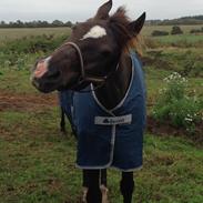 Anden særlig race Impuls