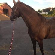 Anden særlig race Impuls