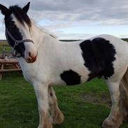 Irish Cob Gordon of romany vanner.  RIP