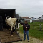 Irish Cob Gordon of romany vanner.  RIP