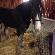 Clydesdale Lady Rose