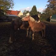 Clydesdale Lady Rose
