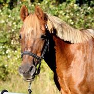 DSP R.I.P Sig's Jeanne D'Arc