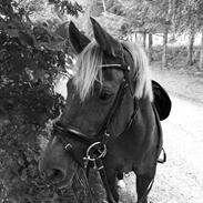 DSP R.I.P Sig's Jeanne D'Arc