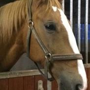 Anden særlig race Tosca "tosse"