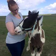 Irish Cob Vs. Vitus Dance