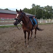 Anden særlig race Rubin [Babyhesten]