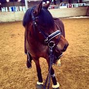 DSP Stald Poppels No Hippo Naomi