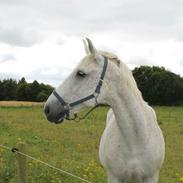 Lipizzaner Mille