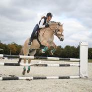 Fjordhest Halskovs ask