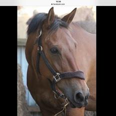 Anden særlig race Sebastian