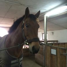 Anden særlig race Sebastian