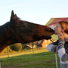 Dansk Varmblod Sabine Esperanza