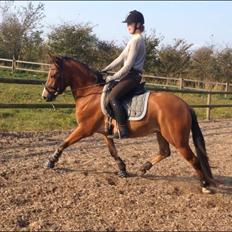 Anden særlig race Spirit