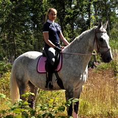 Dansk Varmblod Freja