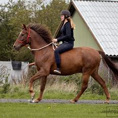 Anden særlig race Spirit