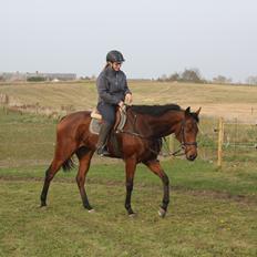 Fuldblod (XX) Half Eagle