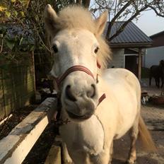 Islænder Svala fra stald kyhl